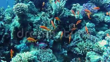 红海惊人的水下世界.. 深度5米，许多珊瑚和五颜六色的异国鱼类